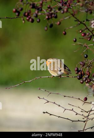 Europäischer Robin (Erithacus rubecula) im Winter, der zwischen Beeren sitzt Stockfoto