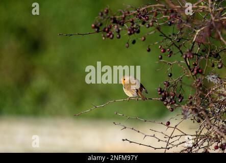 Europäischer Robin (Erithacus rubecula) im Winter, der zwischen Beeren sitzt Stockfoto