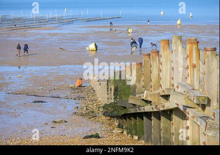 Whitstable, Kent, England, Großbritannien. Groyne am Strand - Holzstruktur, die den Strand hinunter führt, im rechten Winkel zum Meer, um die Bewegung des Strandes zu stoppen Stockfoto