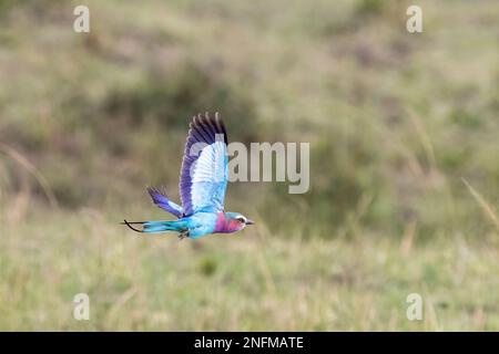 Wunderschöner erwachsener, lilafarbener Roller, coracias caudatus, im Flug vor einem Laubhintergrund, Masai Mara, Kenia. Stockfoto