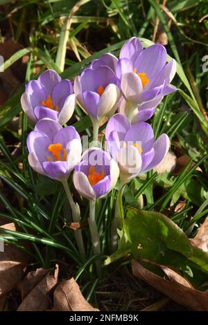 Crocus in voller Blüte, genießen Sie die Wintersonne über dem Dartford Central Park. Stockfoto