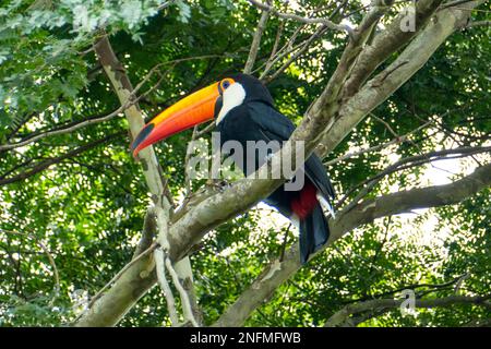 Toucan im brasilianischen Wald. Fotografiert in Espirito Santo State, Brasilien. Stockfoto