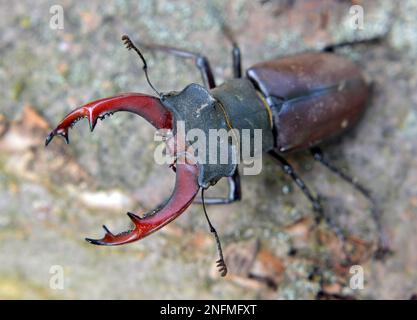 In freier Wildbahn ein männlicher Hirschkäfer (Lucanus cervus) Stockfoto