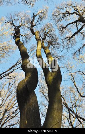 Im Wald wächst Massivholz Stockfoto