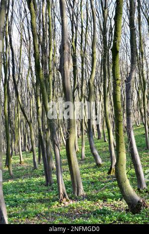 Im Wald wächst Massivholz Stockfoto