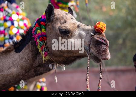 Porträt von Kamel auf dem Messegelände in Pushkar während der Handelsmesse. Selektiver Fokus auf Kamel. Stockfoto