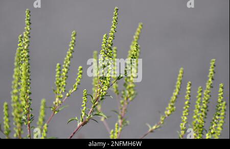 Im Sommer wächst Ragweed (Ambrosia artemisiifolia) in freier Wildbahn Stockfoto