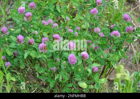 Wiesenklee (Trifolium pratense) wächst auf der Wiese zwischen Wildgräsern Stockfoto
