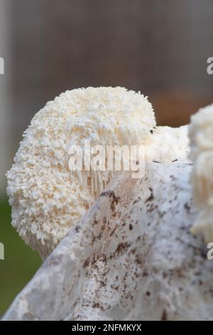 Löwenmane-Pilz: Hericium erinaceus. Zu Hause in einem Kompostholz mit Aussaat kultiviert. Stockfoto