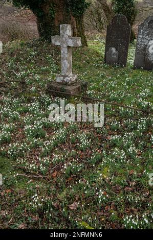 Schneeglöckchen auf dem Friedhof (Galanthus nivalis). Cornwall, Großbritannien Stockfoto