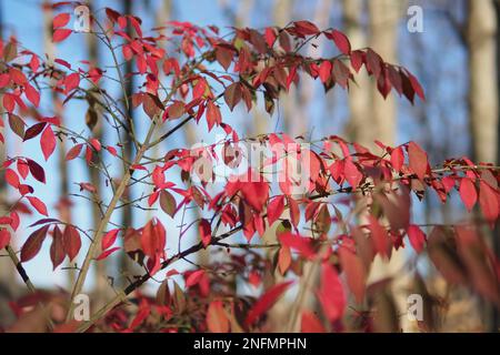 Eine Nahaufnahme von Euonymus alatus, auch bekannt als geflügelte Spindel, brennender Busch. Stockfoto