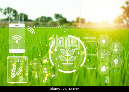 Konzept, Einsatz von Technologie zur Verwaltung, Analyse und Kontrolle der landwirtschaftlichen Produktion, IoT Stockfoto