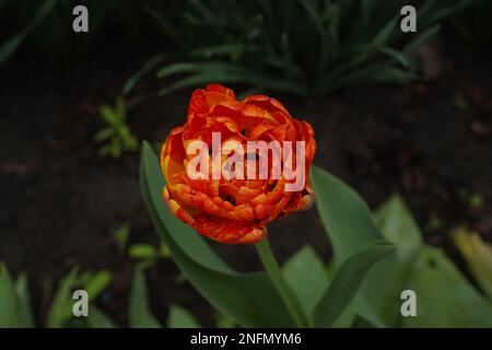 Close-up Tulip makro Antheren mit Blütenstaub der rote Tulpe Blume. Stockfoto