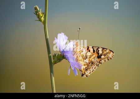Painted Lady (Vanessa cardui) auf Chicory (Cichorium intybus), Bratsigovo, Bulgarien Stockfoto