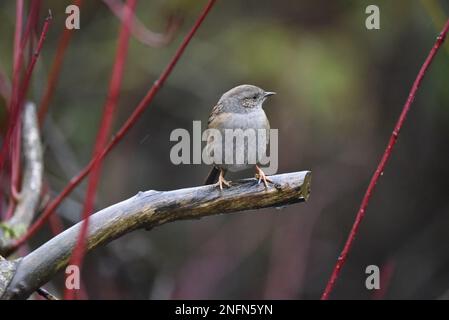 Mittlerer Vordergrund, rechtes Profilbild eines Dunnock (Prunella modularis) vor einem roten Zweig und einem dunkelgrünen Hintergrund, aufgenommen im Winter in Großbritannien Stockfoto