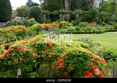 Frühsommerfarben aus leuchtend roten Azaleen und blauen Lupinen im Mount Stewart National Trust Garden Northern Ireland May Stockfoto