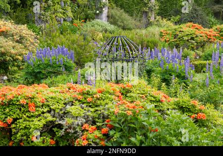 Frühsommerfarben aus leuchtend roten Azaleen und blauen Lupinen im Mount Stewart National Trust Garden Northern Ireland May Stockfoto