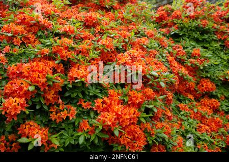 Atemberaubende Frühsommer-Show aus dem Kontrast von leuchtend roten/orangefarbenen Azaleen-Blumen und leuchtend grünem Laub in einem irischen Garten Mai Stockfoto