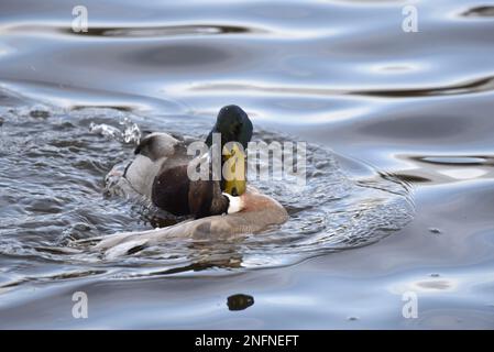 Paarungsverhalten zwischen Drake Mallard Duck (Anas platyrhynchos) und Northern Pintail x Gadwall Hybrid Duck (Anas acuta x Anas strepera) im Januar UK Stockfoto