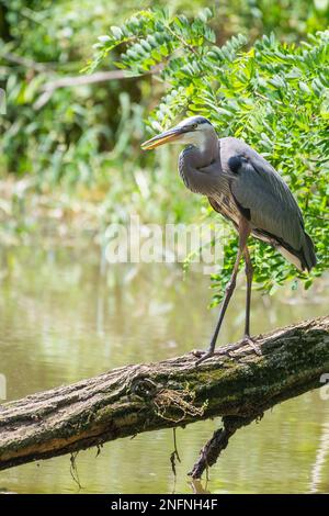 Großer Blaureiher (Ardea herodias) auf einem umgestürzten Baum. Chesapeake und Ohio Canal National Historical Park. Maryland. USA Stockfoto