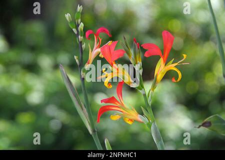 Canna indica Blumen in einem Garten auf den Kanarischen Inseln Stockfoto