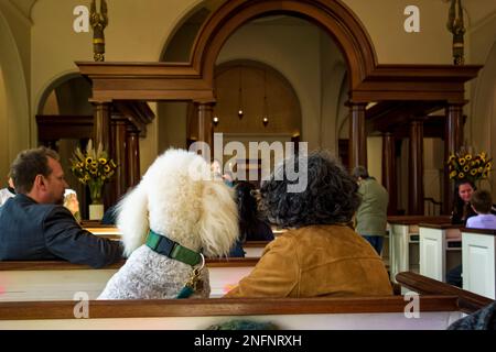 Standard White Poodle auf den Bänken der Kirche St. Luke in the Fields for the Blessing of the Animals, Greenwich Village, New York City, NY, USA Stockfoto