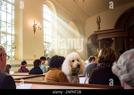 Standard White Poodle auf den Bänken der Kirche St. Luke in the Fields for the Blessing of the Animals, Greenwich Village, New York City, NY, USA Stockfoto