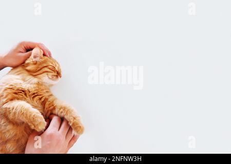 Fröhliche süße Ingwerkatze, die auf weißem Hintergrund liegt. Ein Mann streichelt lächelndes Haustier. Draufsicht, flach liegend, für Text platzieren. Stockfoto