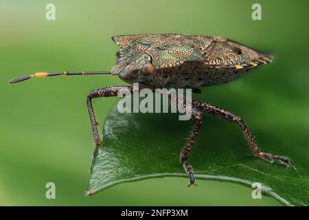 Überwinterender Bronze-Shieldbug (Troilus luridus) auf Efeu-Blättern. Tipperary, Irland Stockfoto