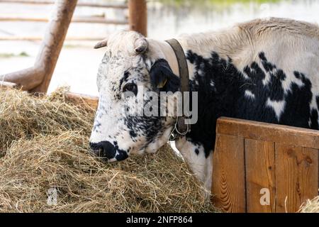 Pustertaler Sprinzen Catle isst Heu. Eine österreichische mehrfarbige gehornte Kuh, eine gefährdete Rasse. Es liegt hauptsächlich in Tirol. Stockfoto