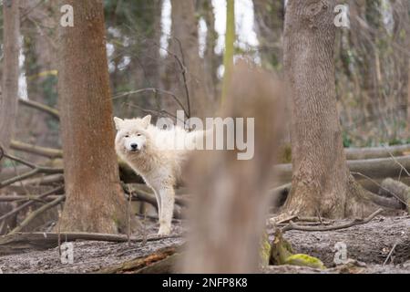 Der arktische Wolf ( Canis lupus arctos ), der zwischen den gefällten Bäumen steht. Bekannt als der weiße Wolf oder Eiswolf. Stockfoto
