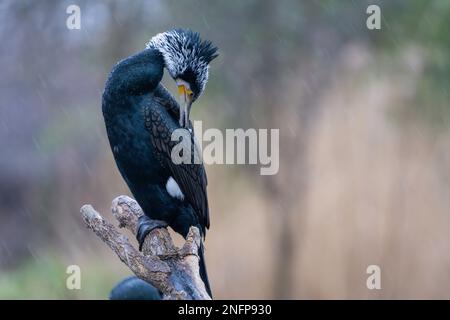 Adulter Grosskormoran (Phalacrocorax carbo) in der Zucht. Auch bekannt als großer schwarzer Kormoran, großer Kormoran, schwarzer Shag und schwarzer kormoran Stockfoto