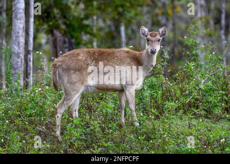 Javan rusa (Cervus timorensis), weiblich, Mount Hagen, Provinz Western Highlands, Papua-Neuguinea Stockfoto