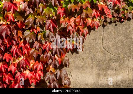 Verfärbende Blätter von Wildreben (Vitis vinifera subsp. Sylvestris) Stockfoto