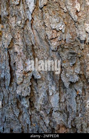 Baumrinde einer japanischen Hängelatte (Larix kaempferi) Stockfoto