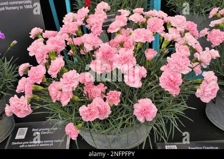 BBC Gardens, Birmingham, Großbritannien, Calamazag Plant Nursery Stockfoto