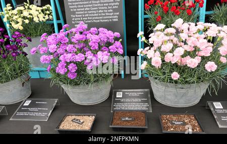 BBC Gardens, Birmingham, Großbritannien, Calamazag Plant Nursery Stockfoto