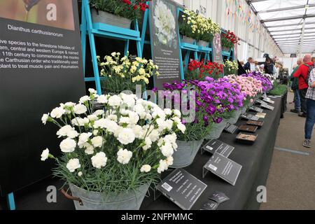 BBC Gardens, Birmingham, Großbritannien, Calamazag Plant Nursery Stockfoto