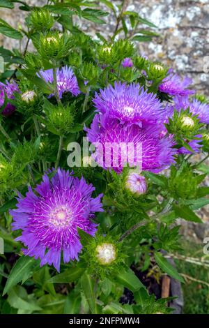 Topf mit weißen, zentrierten, violetten Blüten der hartnäckigen, mehrjährigen Soke's Aster „Purple Parasols“ (Stokesia laevis) Stockfoto