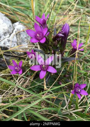 Deutscher Enzian (Gentianella germanica) Blüte auf dem Monte Poieto in Italien wächst Stockfoto