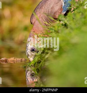 Eurasischer jay (Garrulus glandarius), der im Frühling aus einem Teich trinkt. Stockfoto