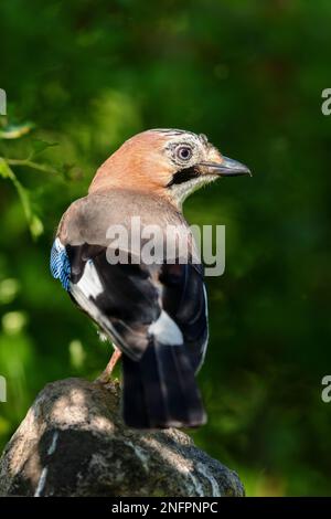 Eurasian jay (Garrulus glandarius), der im Frühling auf einem Felsen sitzt. Stockfoto