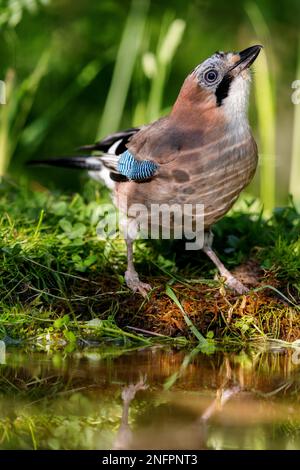 Eurasischer jay (Garrulus glandarius), der im Frühling an einem Teich sitzt. Stockfoto