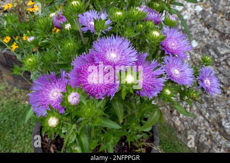 Topf mit weißen, zentrierten, violetten Blüten der hartnäckigen, mehrjährigen Soke's Aster „Purple Parasols“ (Stokesia laevis) Stockfoto