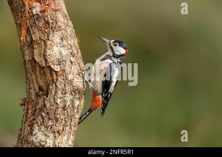 Specht, dendrocopos Major, männlich, in einem Wald, auf einem Baum im Sommer, Nahaufnahme Stockfoto