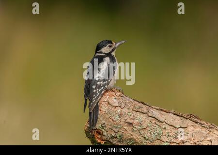 Specht, dendrocopos Major, weiblich, in einem Wald, auf einem Baum im Sommer, Nahaufnahme Stockfoto