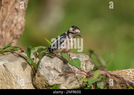 Specht, dendrocopos Major, weiblich, in einem Wald, hoch oben auf einem Baum im Sommer, Nahaufnahme Stockfoto