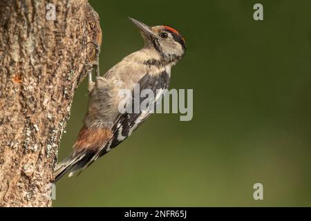 Specht, dendrocopos Major, in einem Wald, auf einem Baum im Sommer, aus der Nähe Stockfoto