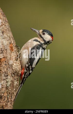 Specht, dendrocopos Major, männlich, in einem Wald, auf einem Baum im Sommer, Nahaufnahme Stockfoto