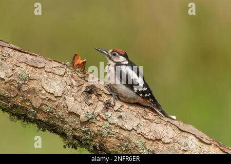 Specht, dendrocopos Major, in einem Wald, hoch oben auf einem Baum im Sommer, aus der Nähe Stockfoto